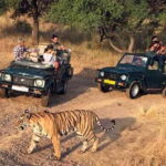 Ranthambore National Park: Jeep Safari from Sawai Madhopur - Who Should Consider This Tour?