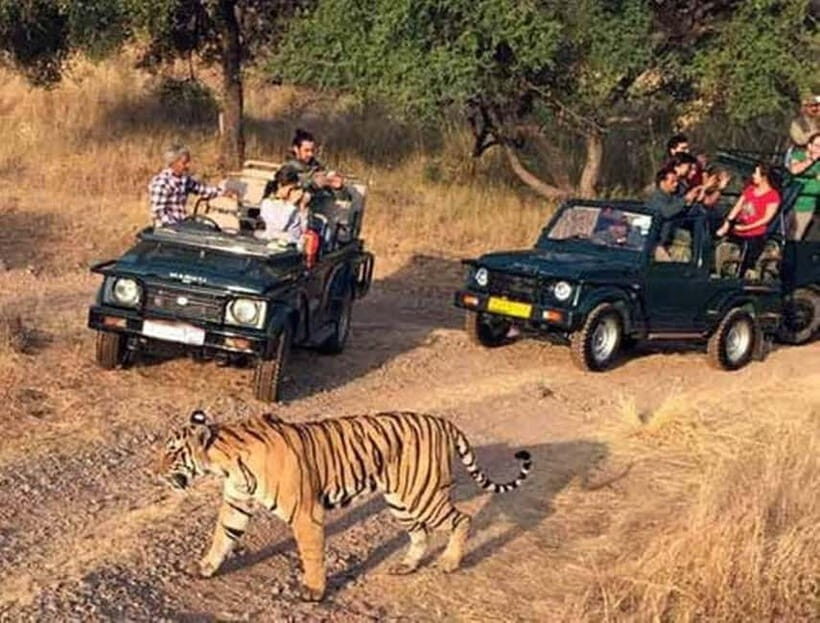 Ranthambore National Park: Jeep Safari from Sawai Madhopur - Who Should Consider This Tour?