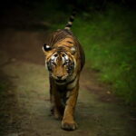 Ranthambore National Park: Safari Ticket with Pickup Option - The Guides and Wildlife Insights