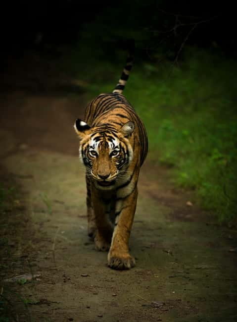 Ranthambore National Park: Safari Ticket with Pickup Option - The Guides and Wildlife Insights