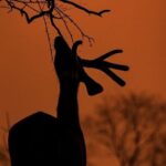 Ranthambore Safari Booking - The Itinerary in Detail