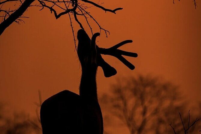 Ranthambore Safari Booking - The Itinerary in Detail