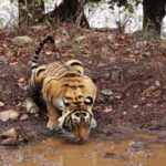 Ranthambore safari by Canter (20 seater) 24 hrs advance - The Experience of Riding the Canter