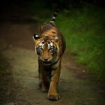 Ranthambore safari by Canter ( 20 seater bus) - The Experience: What You Can Expect