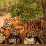 Ranthambore Safari Trip - The Experience: A Day in the Park