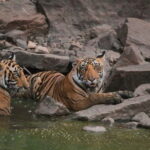 Ranthambore: Skip-the-Line Tiger Safari in Sharing Canter - Introduction: A Wild Ride in Ranthambore