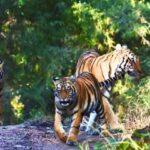 Ranthambore: Skip-the-Line Tiger Safari in Sharing Canter - Review Insights and Real Traveler Experiences