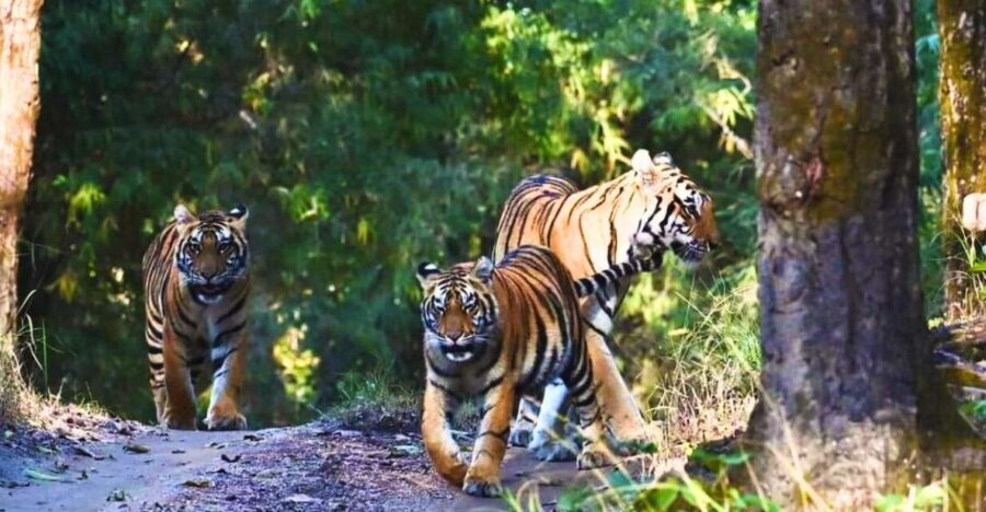 Ranthambore: Skip-the-Line Tiger Safari in Sharing Canter - Review Insights and Real Traveler Experiences
