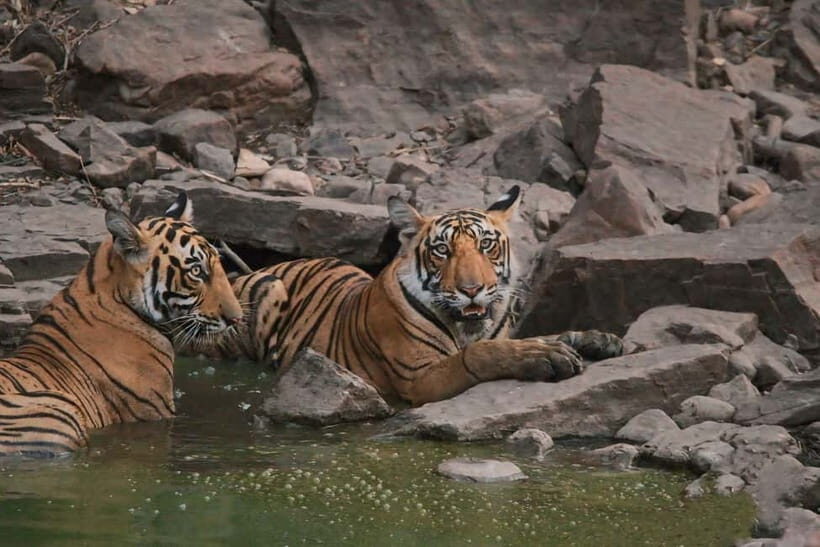 Ranthambore: Skip-the-Line Tiger Safari in Sharing Canter - Introduction: A Wild Ride in Ranthambore