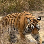 Ranthambore: Tiger Safari Tour - Overview of Ranthambore Safari Experience