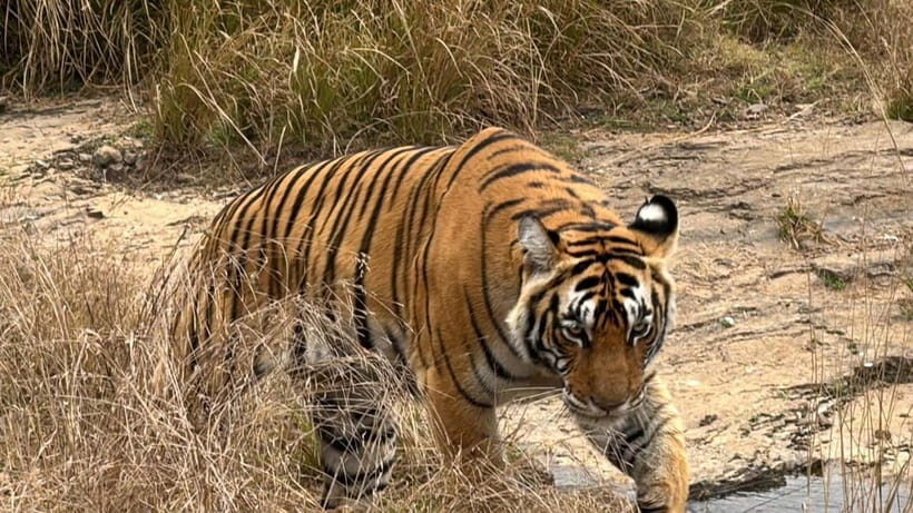 Ranthambore: Tiger Safari Tour - Overview of Ranthambore Safari Experience