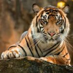 Ranthambore: Wildlife Tour with Twin Safaris & Stay - The Value of the Tour