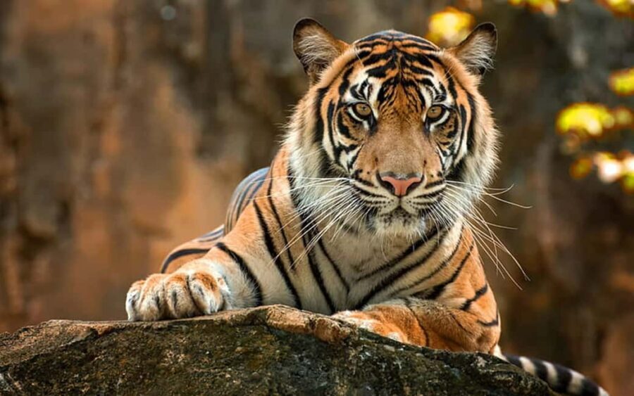 Ranthambore: Wildlife Tour with Twin Safaris & Stay - The Value of the Tour