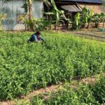 Rural Countryside Experience Tour in Siem Reap - Final Thoughts: Who Is This Tour Best For?