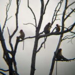 Sabah: Weston Wetland River Cruise with Dinner - The Sum Up