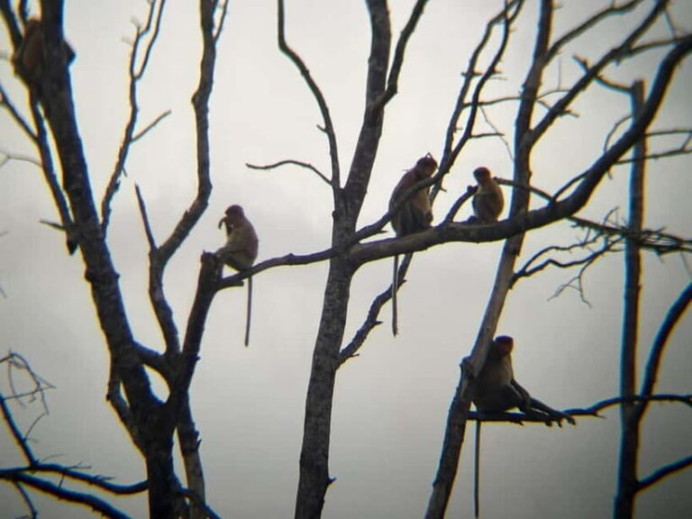 Sabah: Weston Wetland River Cruise with Dinner - The Sum Up