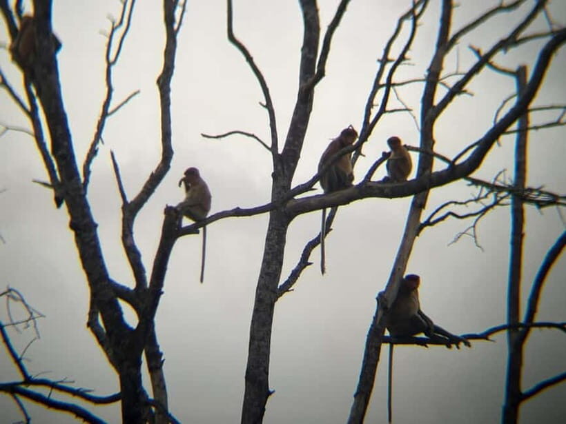 Sabah: Weston Wetland River Cruise with Dinner - The Sum Up