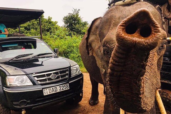 Safari with Sheran Udawalawe National Park - Why Reviewers Love Sheran’s Safari