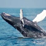 Sailing and Whale Watching in East Coast Sri Lanka! - Who Will Love This Tour?