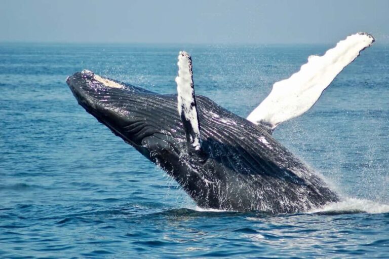 Sailing and Whale Watching in East Coast Sri Lanka! - Who Will Love This Tour?