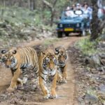 Same Day Sariska National Park Tour From Delhi - Why We Like This Tour