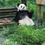 Sanxingdui Ruins and Giant Pandas Private Day Tour from Chengdu - Potential Drawbacks or Considerations