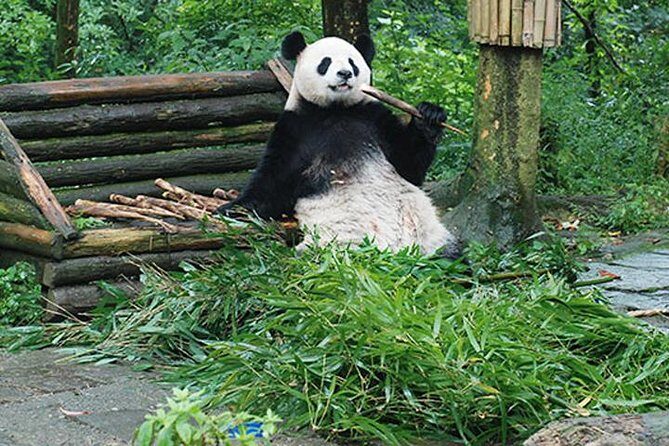 Sanxingdui Ruins and Giant Pandas Private Day Tour from Chengdu - Potential Drawbacks or Considerations