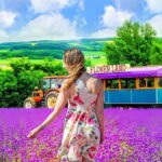 Sapporo: Furano Lavender & Biei Blue Pond Tour with Lunch - Practical Details & Value