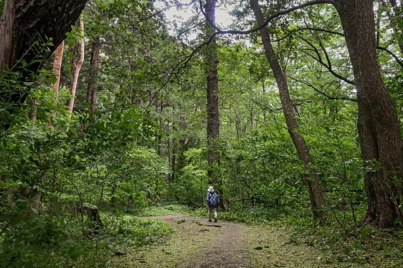 Sapporo: Mt. Maruyama Hike & Okurayama Ski Jump - The Practical Side: What’s Included and What to Consider