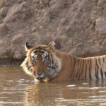 Sariska : Private Guided Tiger Safari in Gypsy - A Deep Dive into the Safari Experience