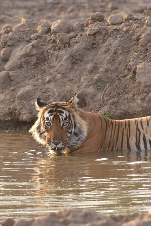 Sariska : Private Guided Tiger Safari in Gypsy - A Deep Dive into the Safari Experience