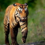 Sariska Tiger Reserve: Gypsy & Canter jungle Safari Transfer - What makes this safari stand out?