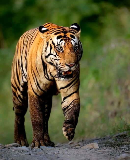 Sariska Tiger Reserve: Gypsy & Canter jungle Safari Transfer - What makes this safari stand out?