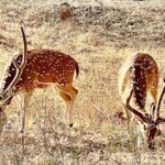 Sasan Gir: Devalia Park Safari with Skip-the-Line Access - How the Safari Is Structured