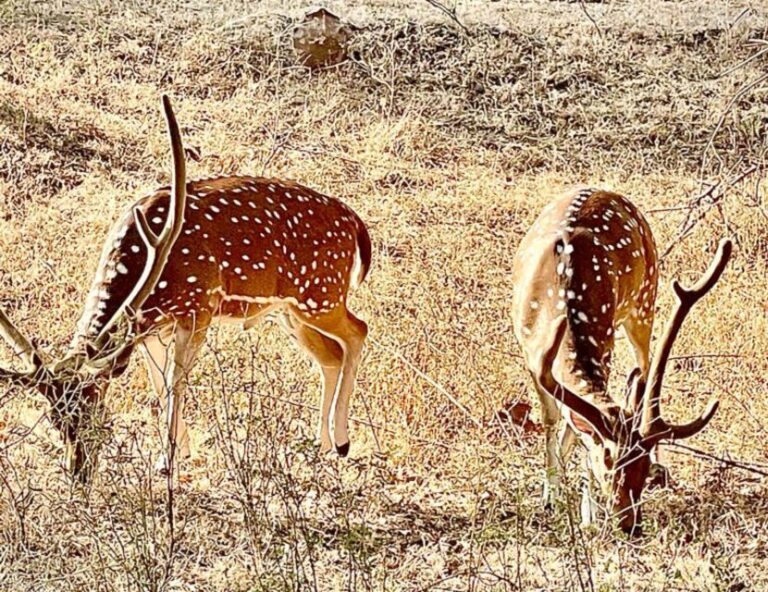 Sasan Gir: Devalia Park Safari with Skip-the-Line Access - How the Safari Is Structured