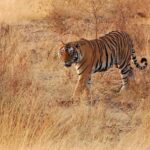 Sawai Madhopur: Ranthambore Guided Safari Trip - The Practicalities: What You Need to Know
