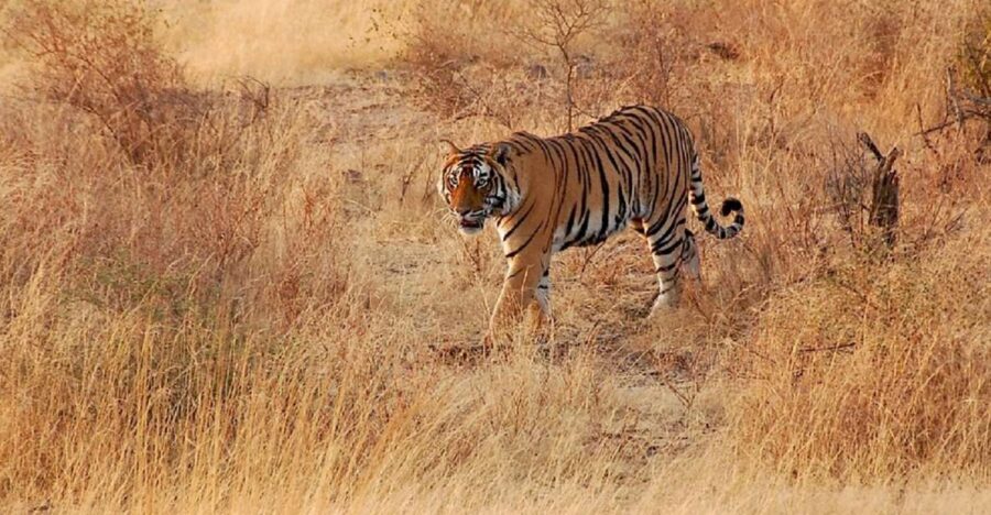 Sawai Madhopur: Ranthambore Guided Safari Trip - The Practicalities: What You Need to Know