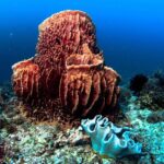 Scuba Diving in Boracay: SSI Basic Diver for Beginners - Practical Tips for Your Dive