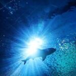 Sea Life Bangkok Ocean World Tickets - The Aquarium: What to Expect