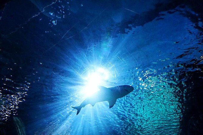 Sea Life Bangkok Ocean World Tickets - The Aquarium: What to Expect