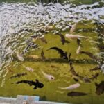 Seaside Charms & Eco Discoveries: Morib to Bagan Lalang - Practical Details and How to Make the Most of Your Day