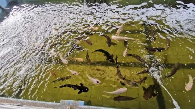 Seaside Charms & Eco Discoveries: Morib to Bagan Lalang - Practical Details and How to Make the Most of Your Day