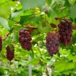 Seasonal Mt. Fuji Scenic Views, Fruit Picking and Ropeway! - Practical Details and Value