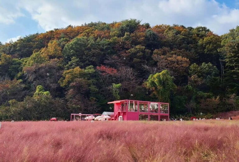 Seasonal Pocheon Full Day Tour with Apple Farm Experience - An Honest Look at the Itinerary and Highlights