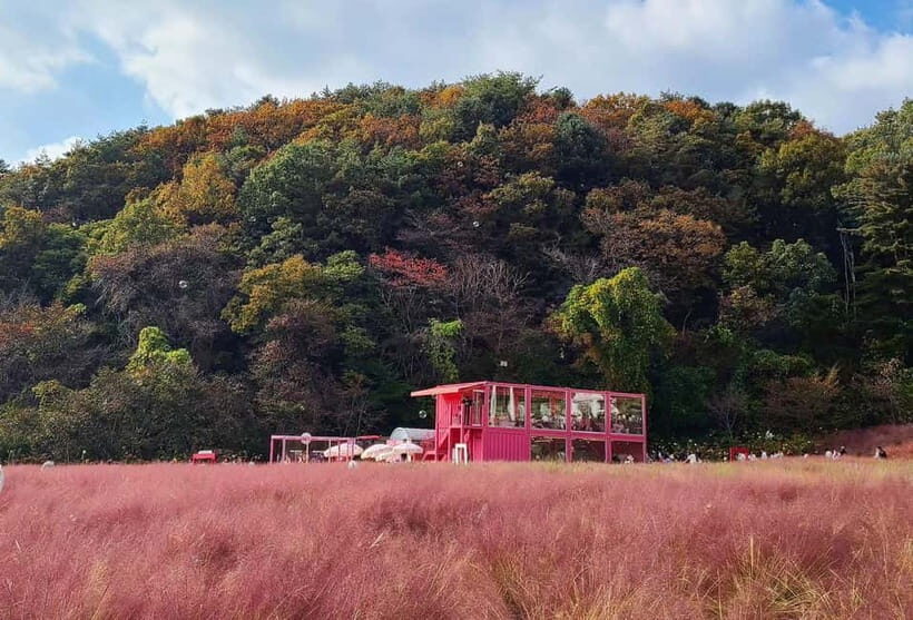 Seasonal Pocheon Full Day Tour with Apple Farm Experience - An Honest Look at the Itinerary and Highlights