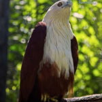 Selangor: Zoo Negara E-Ticket - Practical Tips for Visiting Zoo Negara