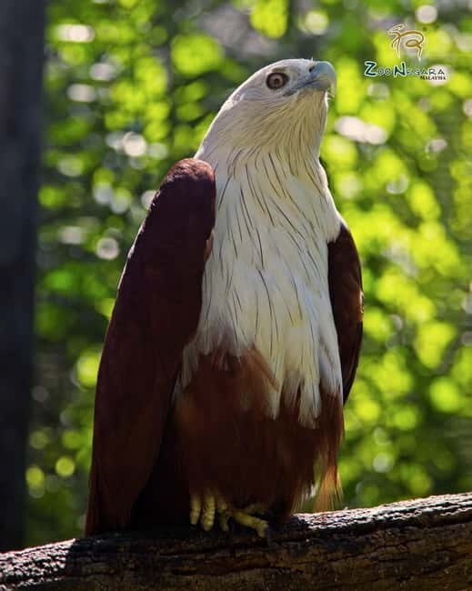 Selangor: Zoo Negara E-Ticket - Practical Tips for Visiting Zoo Negara