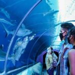 Sentosa Luxe: A Premium Half-Day Island Discovery Tour - Why This Tour Offers Great Value