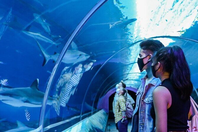 Sentosa Luxe: A Premium Half-Day Island Discovery Tour - Why This Tour Offers Great Value