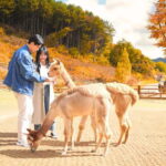 Seoul: Alpaca World and Nami Island (with Garden / Railbike) - A Complete Breakdown of the Tour Experience